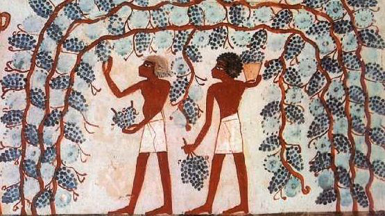 wine market research wine market research