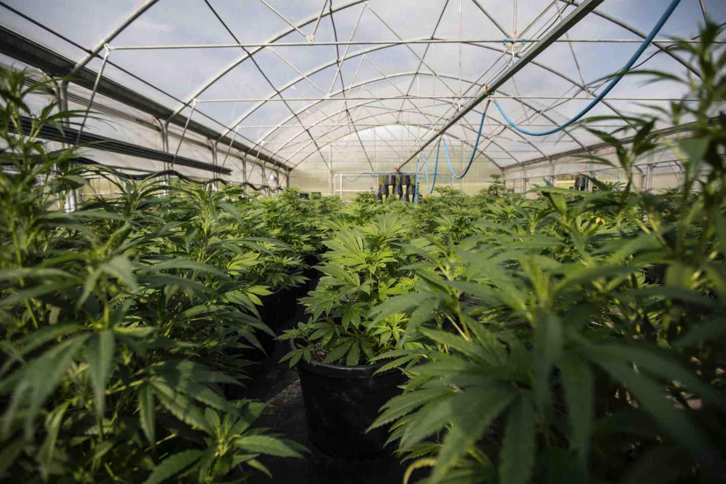 大麻市場調査