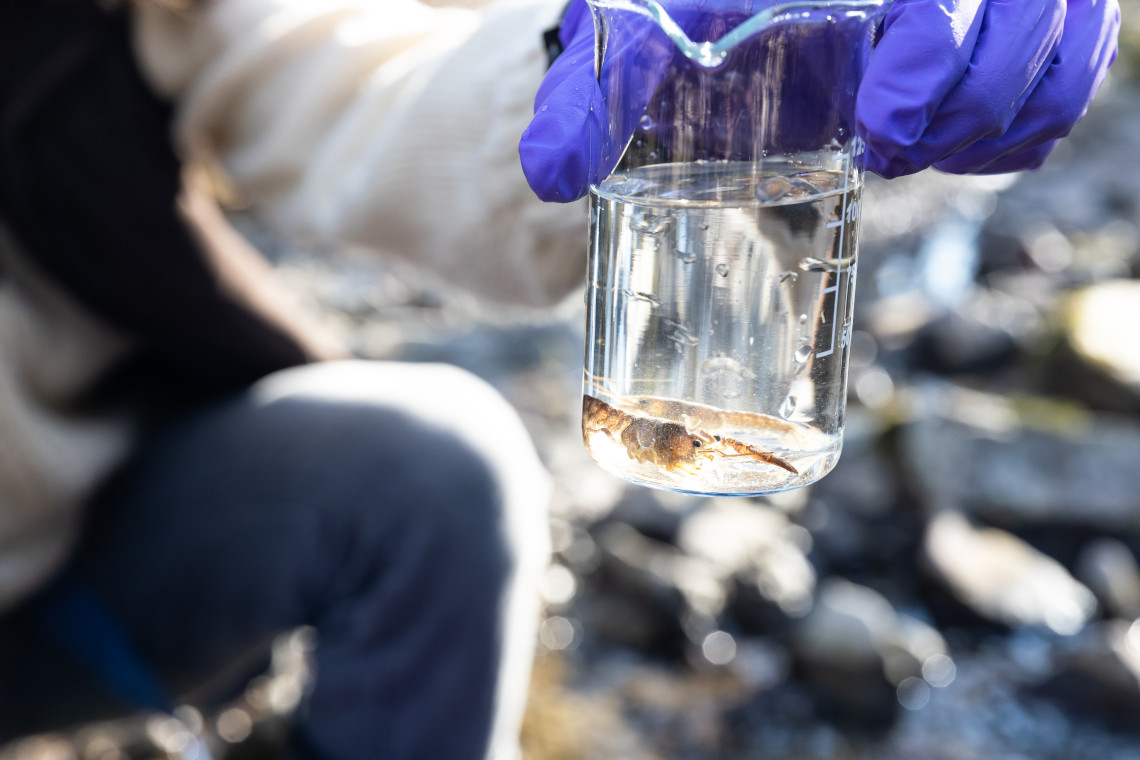 Zoology-Market-Research