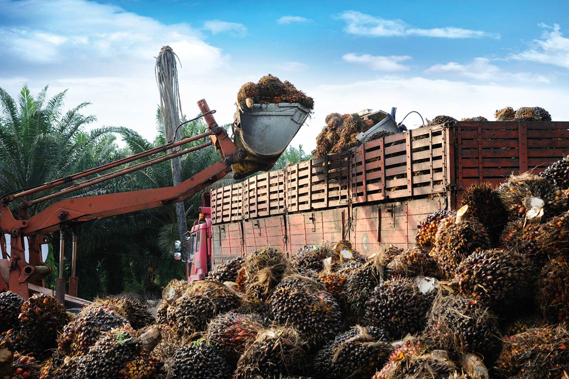 Palm Oil Market Research