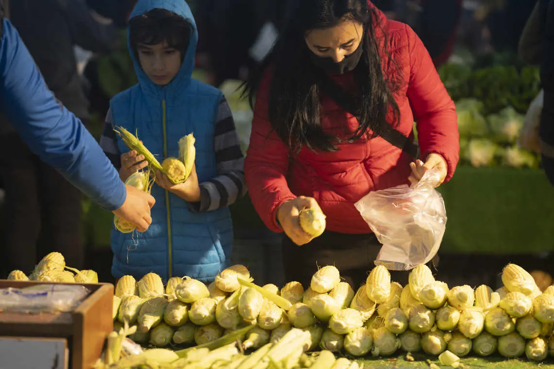 Corn Market Research