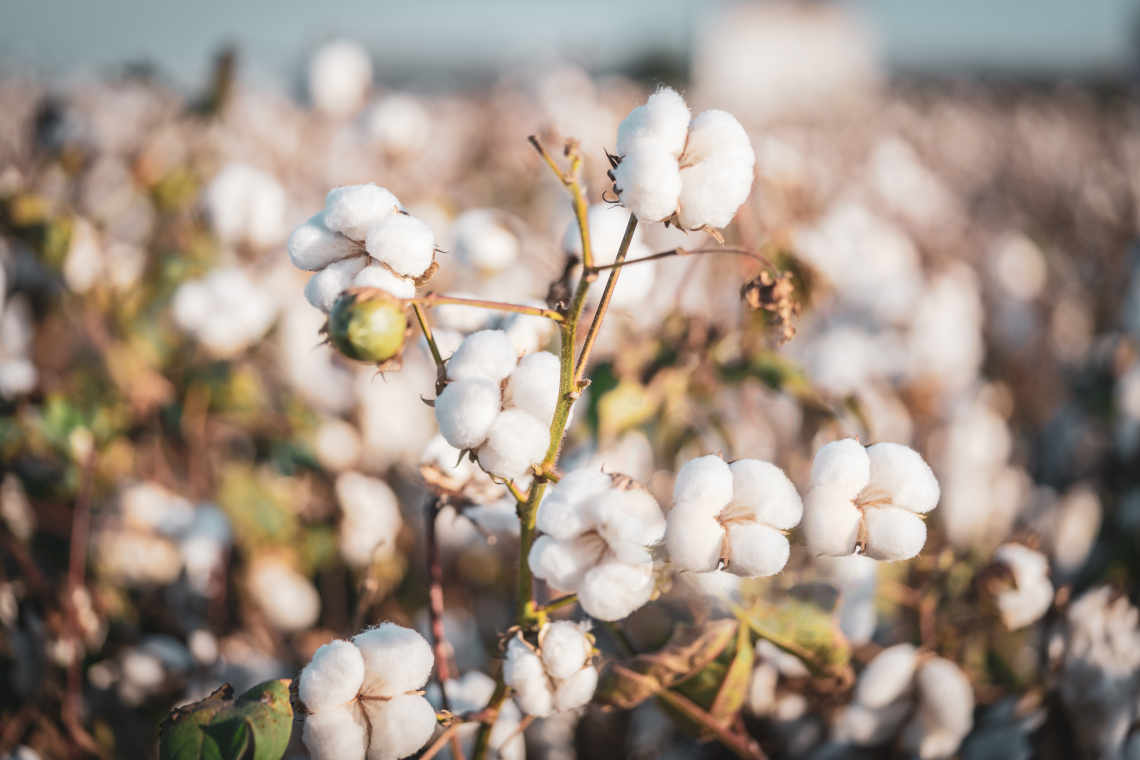 Cotton Market Research