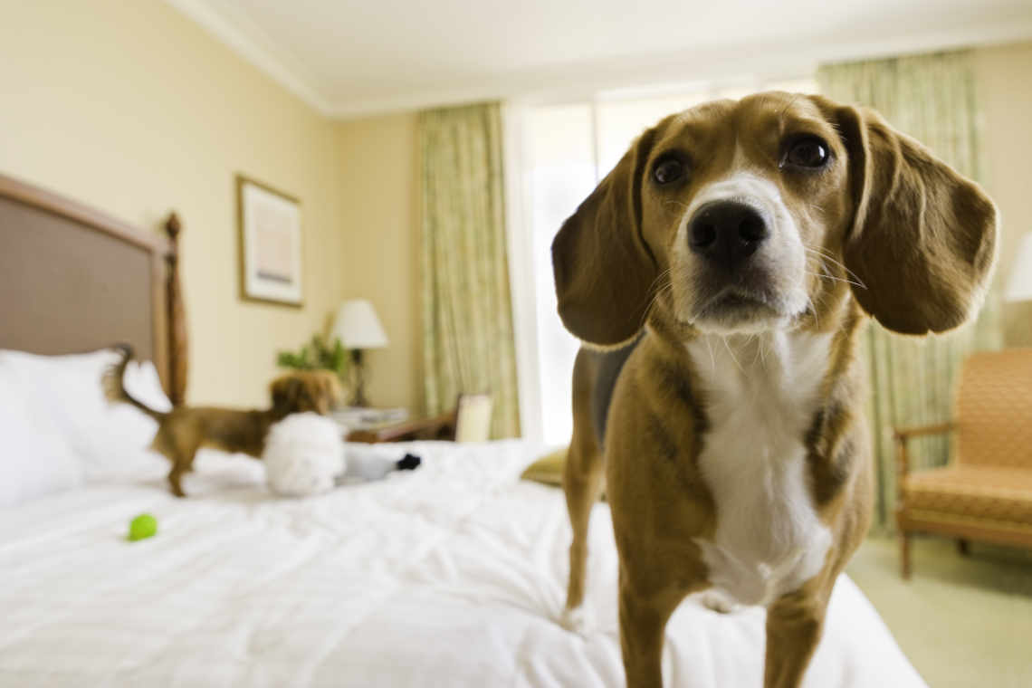 Pet-Friendly Hotel Rebranding Consulting