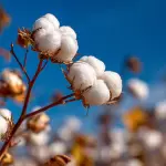 Cotton Market Research