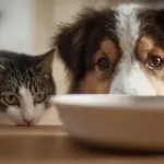 Pet Food Market Research