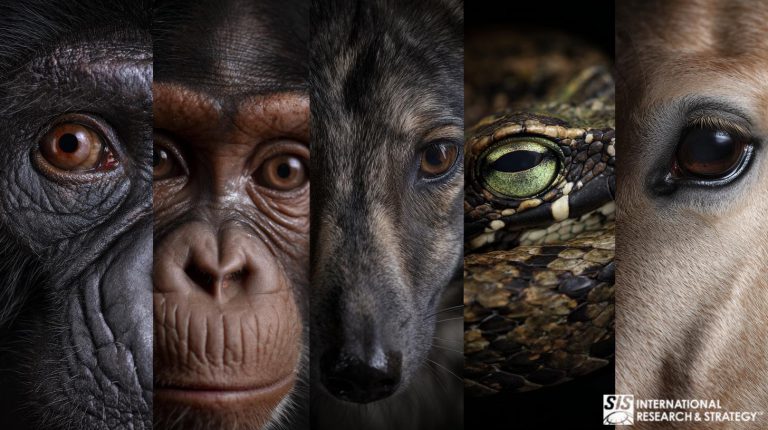 动物学市场研究