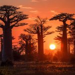Investigación de mercado en Madagascar, África