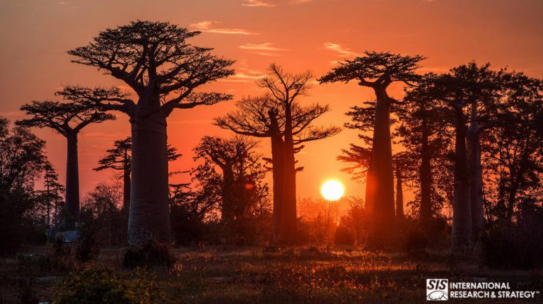 아프리카 마다가스카르 시장조사