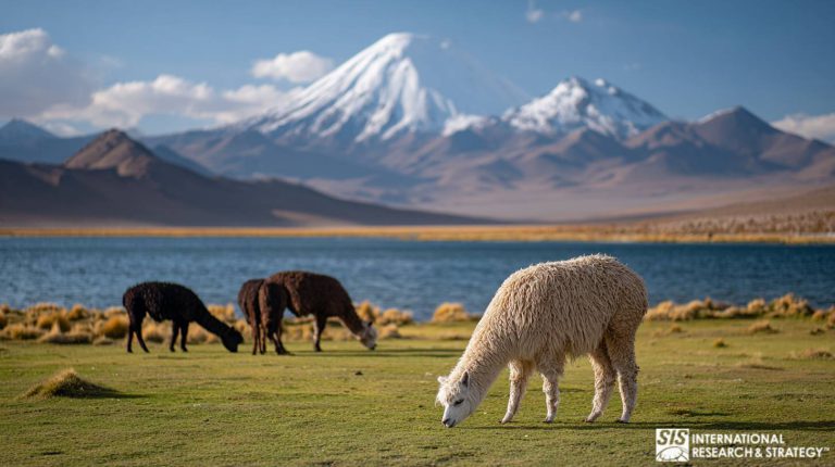 Investigación de Mercado en Bolivia