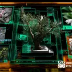 Botany Market Research